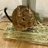 デグーの女の子里親さん募集です サムネイル3