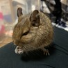 デグーの女の子里親さん募集です サムネイル5