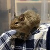 デグーの女の子里親さん募集です サムネイル7