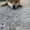 の写真