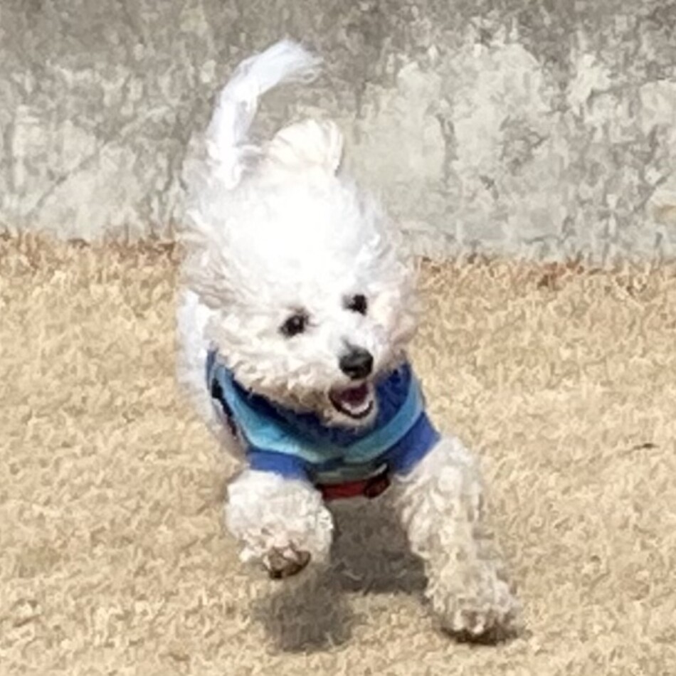 スピカのカバー写真