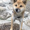 キャンプ
