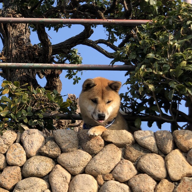 やすくみのカバー写真