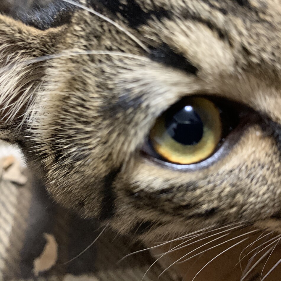 テトのカバー写真