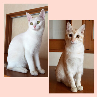 仲良く一緒に待ってます