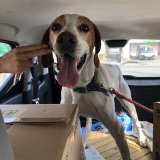 ポインターMix　5才　男の子