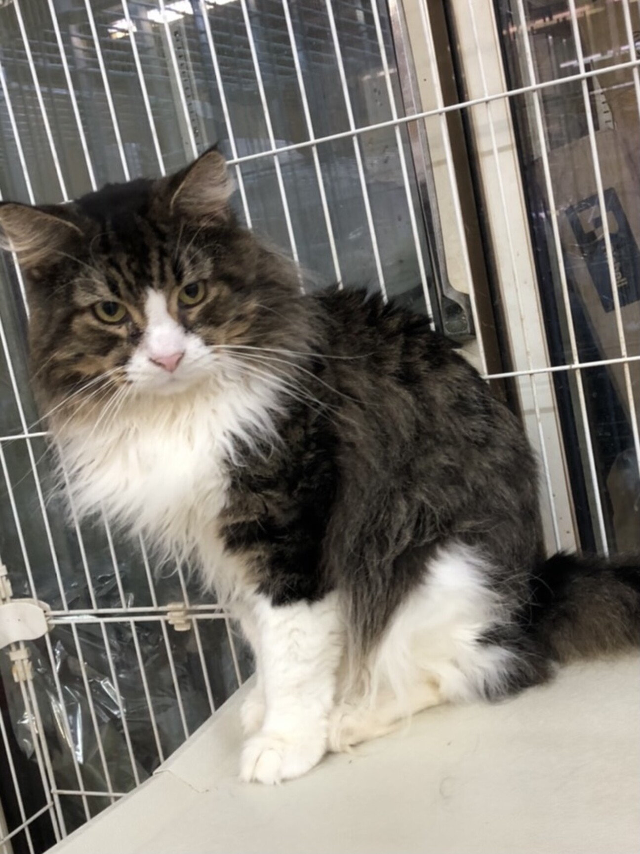 利口で甘えたなメインク 大阪府 猫の里親募集 ペットのおうち 月間利用者150万人