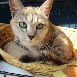 大人しくて控えめ、人が好きなサビ猫です。