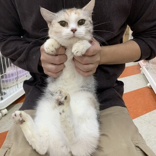 抱っこもお膝も大好きな甘えん坊ちゃん❤️