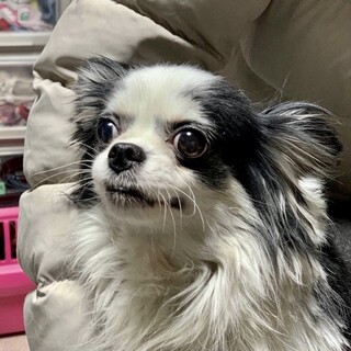 松戸（まつど）人が大好き♡ちょっと不思議チワワ