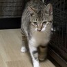 子猫みたいな成猫　ちび子 サムネイル4