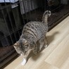 子猫みたいな成猫　ちび子 サムネイル7