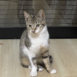 子猫みたいな成猫　ちび子