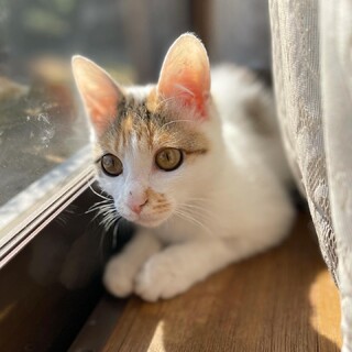 優しい三毛猫さくらちゃん