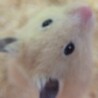 ひよまるこ