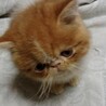 ヨナと鯨