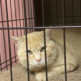 パステル茶とらオス