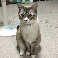 虎徹