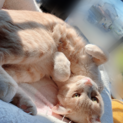 元気で甘えん坊なミルクティー色の猫