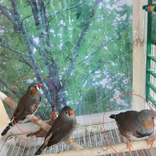 キンカチョウ雄2羽