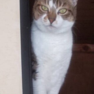 緊急募集　飼い主引っ越してしまいます