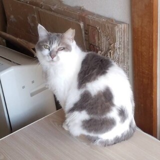 緊急募集　飼い主引っ越してしまいます