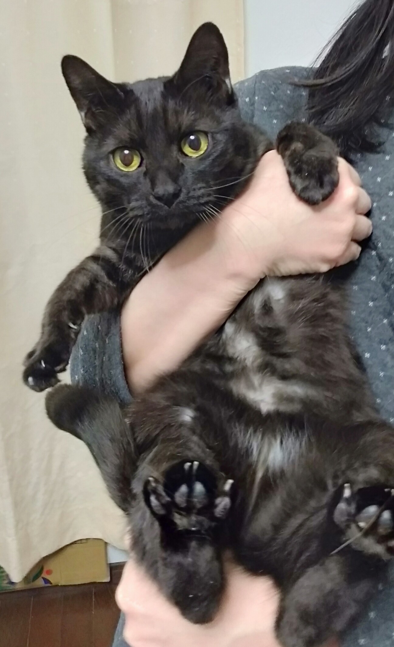 人懐っこいネコちゃん 愛知県 猫の里親募集 ペットのおうち 月間利用者150万人