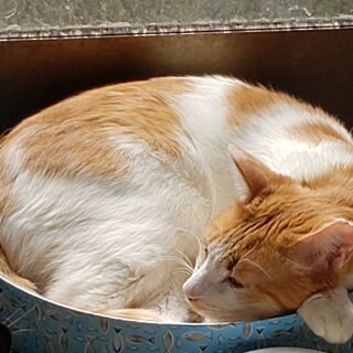 不器用な男なので、一匹飼いを希望します。