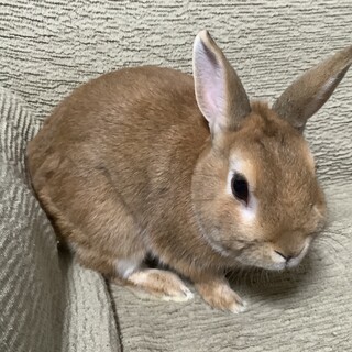 ウサギ、ネザーランドドワーフの里親募集。