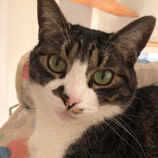 白キジの可愛いお顔。2-3歳の男の子。