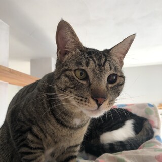 1歳6ヶ月のキジトラの男の子グリンちゃん