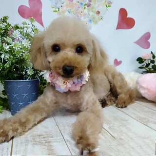 赤塚（あかつか）気弱だけど優しい男子