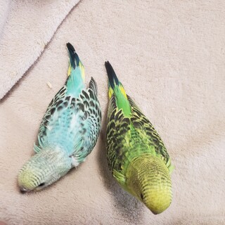 セキセイインコ 里親決定、ありがとうございました！