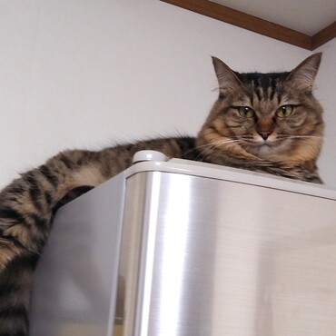 キッチンもリビングも見渡せて、おかあたんさぼってないかよく見える～(≧▽≦)