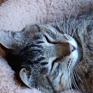 無邪気で人が大好き