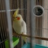 ごまとまる