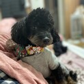 タイニブラックタン一時停止