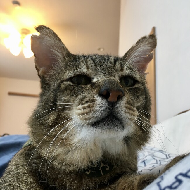 ミーコさんと小松のおやびんのママンのカバー写真