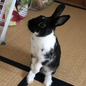 うさぎの家族になっていただける方を探しています。