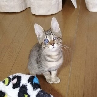 天真爛漫 全盲 ルーチェくん 甘えん坊です