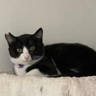 めちゃくちゃ人懐っこいハチワレのタロちゃん　