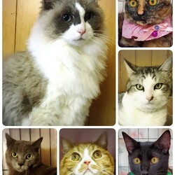 ねこざんまい譲渡会＠東日本橋