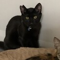 ちょっぴり怖がりな黒猫のクロちゃん