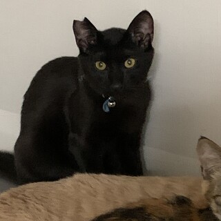 ちょっぴり怖がりな黒猫のクロちゃん