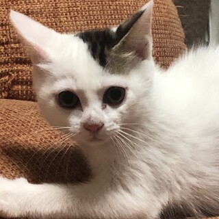 保護しました