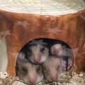 ハムスター生後１ヶ月10匹