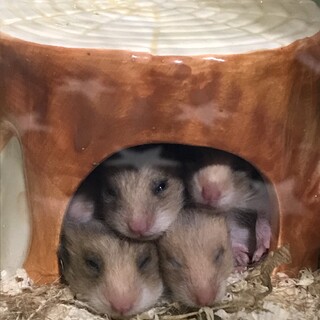 ハムスター生後１ヶ月10匹