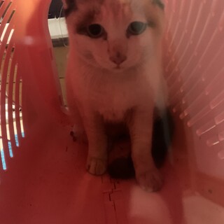 ラグドール風の仔猫です。