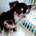 人馴れ頑張ってますチワワ♀アリスちゃん