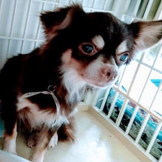 人馴れ頑張ってますチワワ♀アリスちゃん